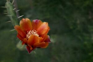 explorando cacto floral maravilhas, natural paisagens - macro fotografia. opuntia ficus-indica foto