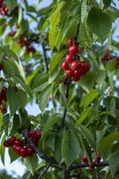 ramos com frutas vermelhas cereja em um fundo de céu azul foto