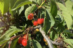 ramos com frutas vermelhas cereja em um fundo de céu azul foto