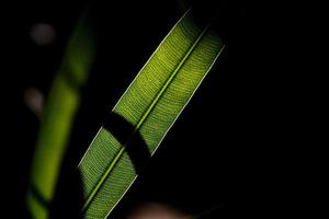 folhas de loendro, a planta tóxica que abunda em toda parte, madri, espanha foto