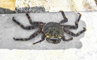 morto vermelho e Preto caranguejo em a terra dentro Maldivas. foto