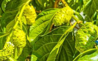 noni fruit morinda citrifolia com flores populares entre as formigas méxico. foto