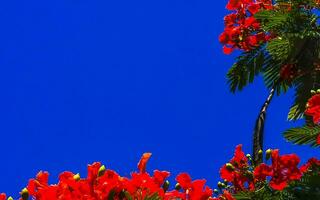 lindos tropicais flame tree vermelhos flowerses flamboyant delonix regia mexico. foto