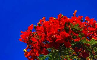 lindos tropicais flame tree vermelhos flowerses flamboyant delonix regia mexico. foto