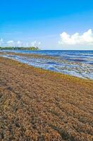 bela praia caribenha totalmente imunda, suja, desagradável, problema de algas, méxico. foto