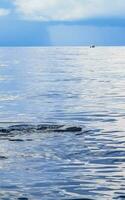 enorme tubarão-baleia nada na superfície da água cancun méxico. foto