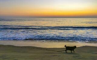 cães correndo alegremente em frente ao pôr do sol beach méxico. foto