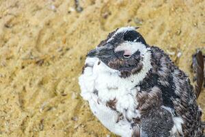 sul africano pinguins colônia do de óculos pinguins pinguim capa cidade. foto