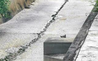 fofa disperso gato vivo lado de fora dentro livre natureza. foto