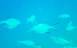 snorkeling embaixo da agua Visualizações peixe corais turquesa água Rasdhoo ilha Maldivas. foto