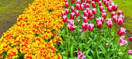 muitos narcisos de tulipas coloridas em keukenhof park lisse holanda holanda. foto