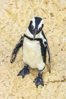 sul africano pinguins colônia do de óculos pinguins pinguim capa cidade. foto