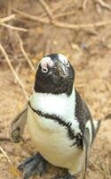 sul africano pinguins colônia do de óculos pinguins pinguim capa cidade. foto