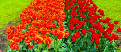muitos narcisos de tulipas coloridas em keukenhof park lisse holanda holanda. foto