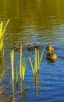 mãe Pato natação com dela bebês crianças dentro lago lago. foto