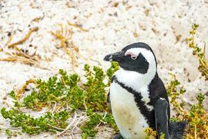 sul africano pinguins colônia do de óculos pinguins pinguim capa cidade. foto