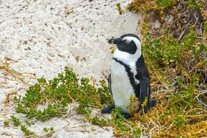 sul africano pinguins colônia do de óculos pinguins pinguim capa cidade. foto