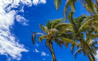 palmeiras tropicais cocos céu azul em tulum méxico. foto