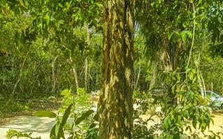 tropical selva e natureza com árvores galhos plantas flores México. foto