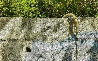 mexicano iguana mentiras em parede dentro tropical natureza México. foto