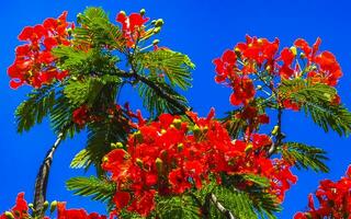 lindos tropicais flame tree vermelhos flowerses flamboyant delonix regia mexico. foto