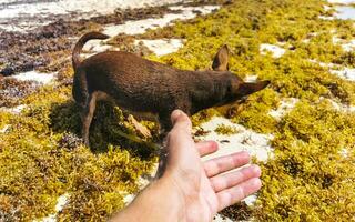 cão engraçado bonito marrom brincalhão na praia méxico. foto
