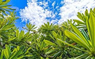 arbusto de árvore plumeria com flores brancas e amarelas no méxico. foto