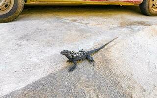 iguana em terra chão dentro porto escondido México. foto