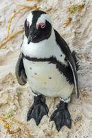 sul africano pinguins colônia do de óculos pinguins pinguim capa cidade. foto