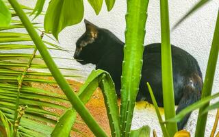 fofa disperso gato vivo lado de fora dentro livre natureza. foto