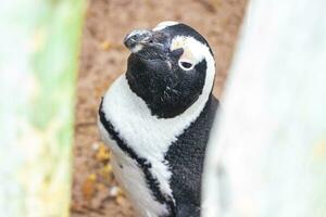 sul africano pinguins colônia do de óculos pinguins pinguim capa cidade. foto