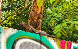 mexicano iguana mentiras em parede dentro tropical natureza México. foto