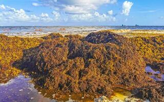 bela praia caribenha totalmente imunda, suja, desagradável, problema de algas, méxico. foto