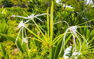 hymenocallis caribaea caribe lírio aranha única flor branca tulum méxico. foto