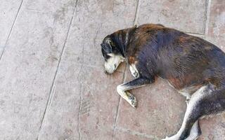 cão vadio dorme e relaxa na rua no méxico. foto