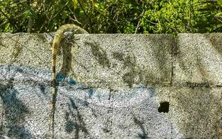 mexicano iguana mentiras em parede dentro tropical natureza México. foto
