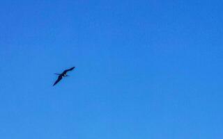 pássaros fregat rebanho voam fundo de nuvens de céu azul no méxico. foto