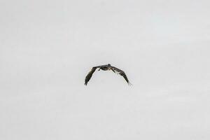 lindo pássaro pelicano pássaros pelicanos voando sobre o mar méxico. foto
