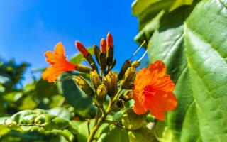 kou cordia subcordata árvore com flores de laranjeira no méxico. foto