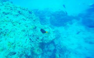 snorkeling embaixo da agua Visualizações peixe corais turquesa água Rasdhoo ilha Maldivas. foto