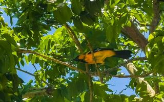 tropical caribe amarelo laranja pássaros papagaios exótico natureza de praia México. foto