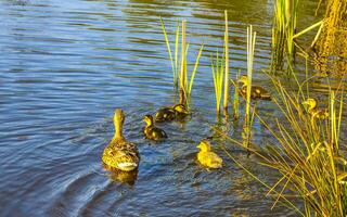 mãe Pato natação com dela bebês crianças dentro lago lago. foto