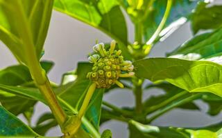 noni fruit morinda citrifolia com flores populares entre as formigas méxico. foto