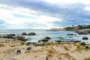 sul africano pinguins colônia do de óculos pinguins pinguim capa cidade. foto