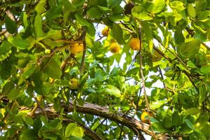 kou cordia subcordata árvore com flores de laranjeira no méxico. foto