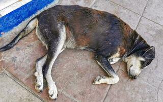 cão vadio dorme e relaxa na rua no méxico. foto