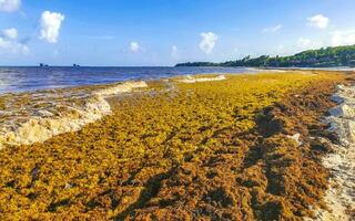 bela praia caribenha totalmente imunda, suja, desagradável, problema de algas, méxico. foto