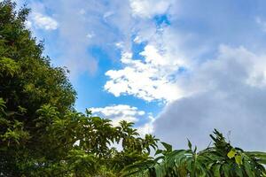 Alto árvores primeiros natureza plantas montanhas e florestas costa rica. foto