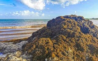 bela praia caribenha totalmente imunda, suja, desagradável, problema de algas, méxico. foto