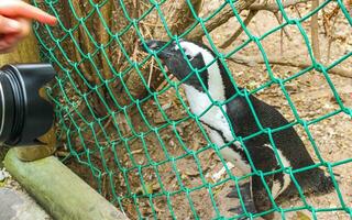 sul africano pinguins colônia do de óculos pinguins pinguim capa cidade. foto